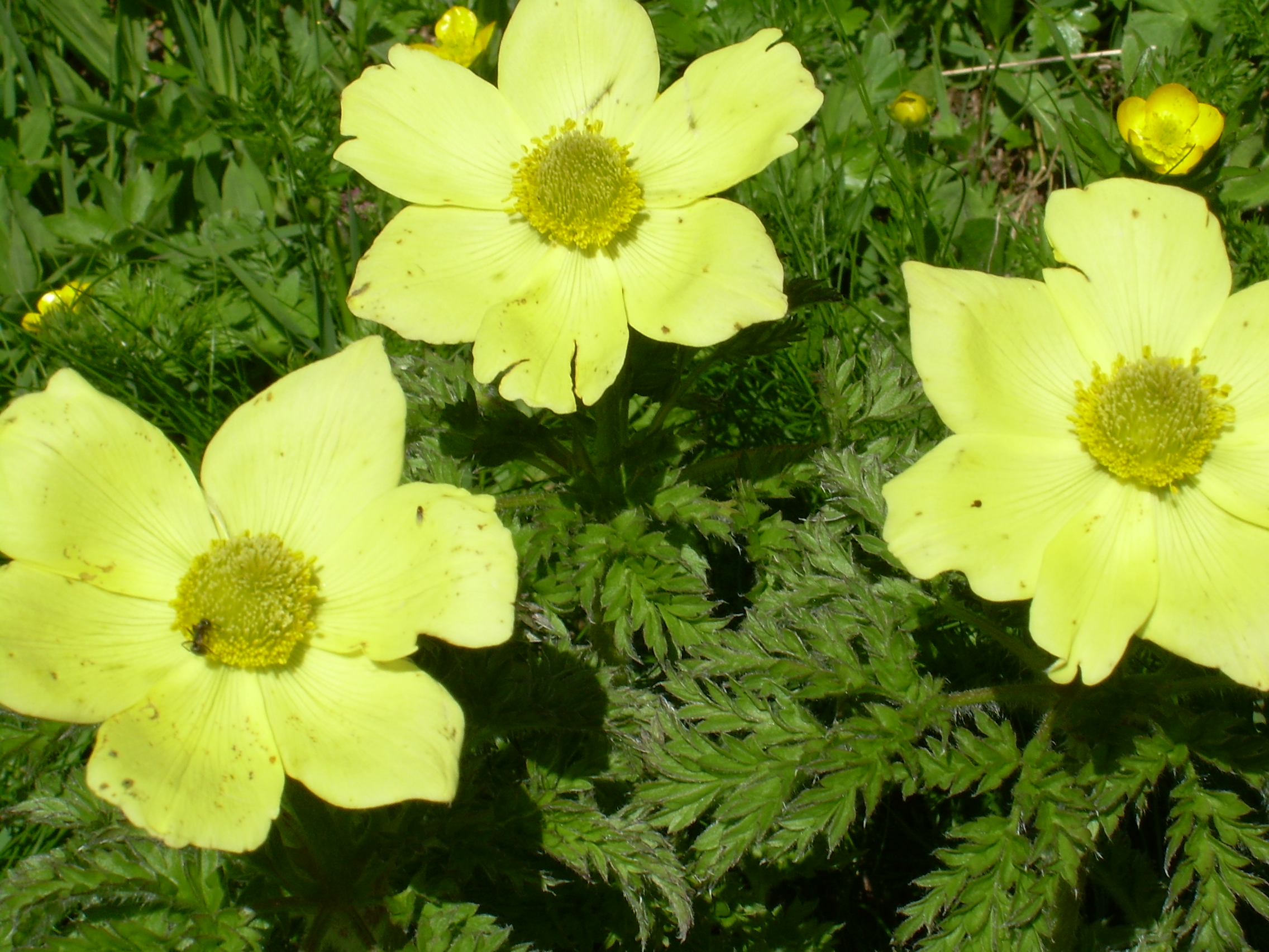 Pasca flowers.JPG